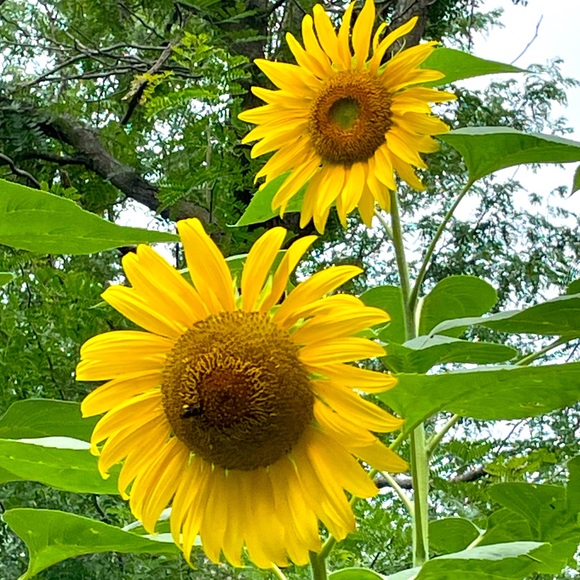 Meet your Posher, Angela - Picture 1 of 1